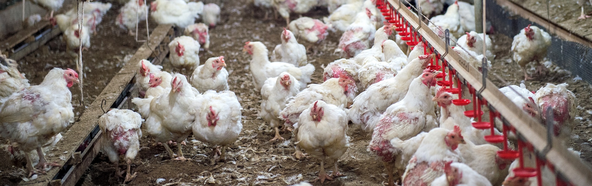 Poultry farm reduce production cost per kg and stabilise flock performance through Lean Kaizen